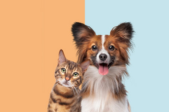 肖像猫和狗看相机前面时尚的二人组语气背景肖像猫和狗看相机