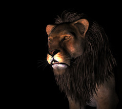 愤怒的狮子黑色的背景愤怒的狮子插图黑色的背景