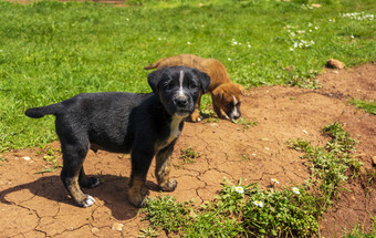 肖像有趣的年轻的小狗休息绿色草坪上与棕色（的）年轻的小狗后面小黑色的狗与白色污渍在户外肖像有趣的年轻的小狗休息绿色草坪上与棕色（的）年轻的小狗后面