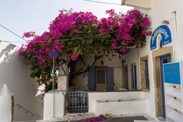 基西拉希腊8月传统的房子的传统的结算乔拉的资本基西拉岛希腊典型的体系结构白色房子蓝色的木通过和红色的叶子花属传统的房子的传统的结算乔拉的资本基西拉岛希腊