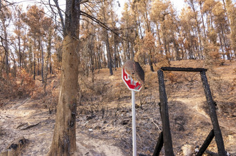 燃烧<strong>森林</strong>阿提卡希腊后的bushfires帕尼萨山和的区Varympompi和爸爸早期8月的橡木<strong>森林</strong>有被完全烧燃烧<strong>森林</strong>阿提卡希腊后的bushfires帕尼萨山和的区Varympompi和爸爸早期8月