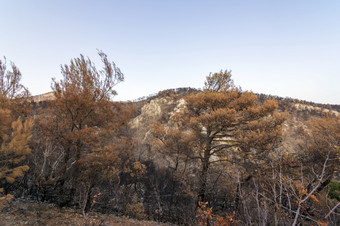 燃烧<strong>森林</strong>阿提卡希腊后的bushfires帕尼萨山和的区Varympompi和爸爸早期8月的橡木<strong>森林</strong>有被完全烧燃烧<strong>森林</strong>阿提卡希腊后的bushfires帕尼萨山和的区Varympompi和爸爸早期8月