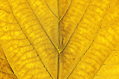 秋天的黄色的叶背景水平视图