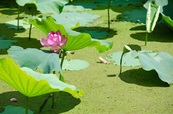 美丽的粉红色的莲花花莲花花莲属椰子与绿色莲花叶子池塘