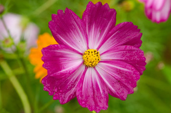 单紫色的宇宙花关闭单粉红色的宇宙花宇宙双翅目