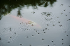 水步步运动员水步步运动员水黾科湖夏天