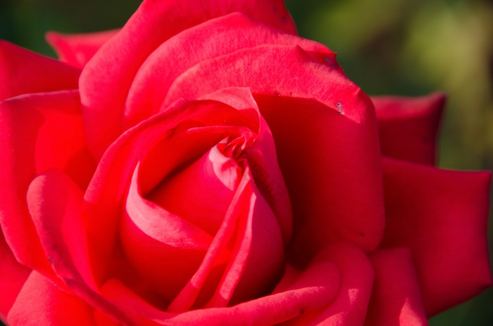 红色的玫瑰花细节视图红色的玫瑰花太阳光