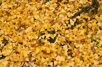 黄色的银杏叶子背景背景模式黄色的银杏叶子的地面秋天