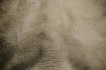 背景皮肤犀牛背景灰色犀牛皮肤动物