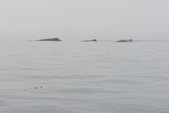 座头鲸鲸鱼Megaptera诺瓦洋利亚的海洋周围格陵兰岛见过从以上的水表面