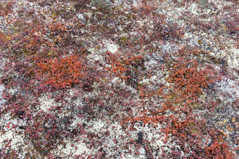 背景北极苔原植被与地底矮桦木而且苔藓