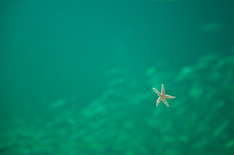 海明星水族馆见过从下面海星<strong>辰</strong>从下面水族馆与绿色水