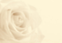 白色玫瑰特写镜头模糊风格可以使用背景软焦点乌贼健美的复古的风格