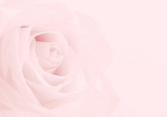 粉红色的玫瑰特写镜头可以使用婚礼背景软模糊焦点乌贼古董柔和的健美的