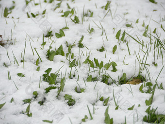 雪下降了春天的绿色草的变幻莫测天气雪下降了春天绿色草