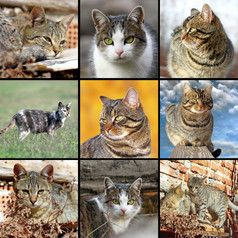 集合不同的图片与国内猫一个拼贴画