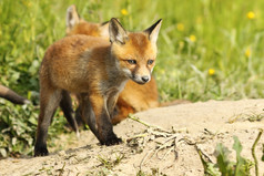 可爱的欧洲红色的狐狸小狗走附近的洞穴狐