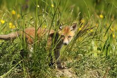 好奇的狐狸幼崽隐藏的草看对的相机狐