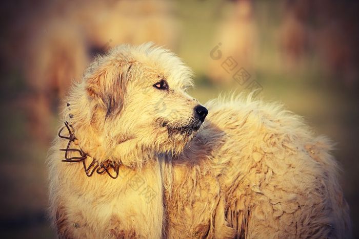 白色罗马尼亚羊猎犬关闭图像采取附近的传统的农场这些狗战斗与熊和狼保护的群