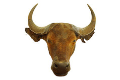 狩猎奖杯非洲水牛Syncerus咖啡壶孤立的在白色背景
