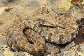 的美丽的和危险的米洛斯岛毒蛇macroviperalebetinaschweizeri<strong>上市</strong>濒临灭绝的世界自然保护联盟红色的列表