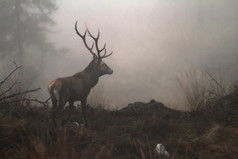 红色的鹿阉割过的雄鹿的荒野喀尔巴阡山脉的山CervusElaphus的动物是非常害羞的和硬照片