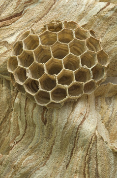 嵌套的大黄蜂幼虫蜂巢巢