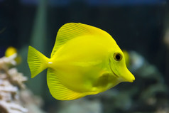 图像斑马瘤黄色的唐鱼水族馆