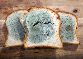 模具日益增长的迅速发霉的面包绿色而且白色孢子