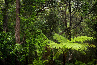 热带雨林景观蕨类植物而且树湿与雨的热带雨林