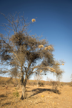 韦弗鸟巢老干树博茨瓦纳非洲