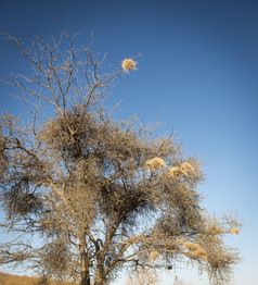 韦弗鸟巢老干树博茨瓦纳非洲