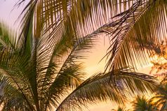 热带日落光海滩棕榈树的叶子