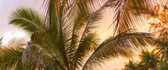 热带丛林棕榈树日落光