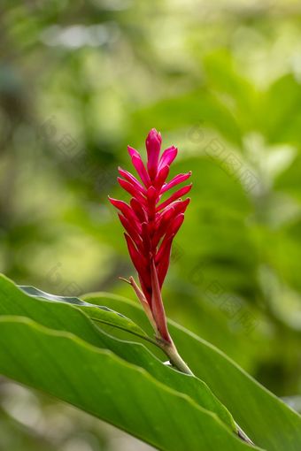 热带花<strong>护肤</strong>成分purpurata<strong>护肤</strong>成分purpurata红色的姜充满活力的粉红色的热带植物