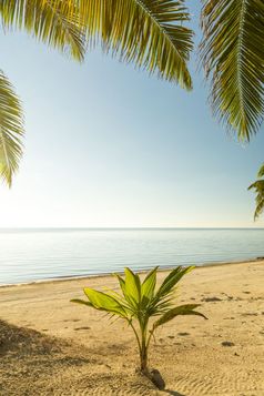 新鲜的棕榈树日益增长的年轻的棕榈树发芽通过的沙子热带海滩