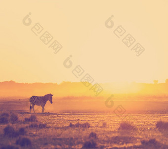 非洲日落景观与的轮廓斑马的灰尘博茨瓦纳非洲与复古的新浪微博风格过滤器效果