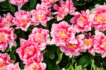 大粉红色的郁金香花圃荷兰郁金香字段荷兰