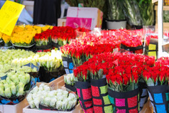 花为出售荷兰花市场荷兰