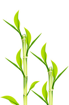 绿色竹子茎孤立的白色背景