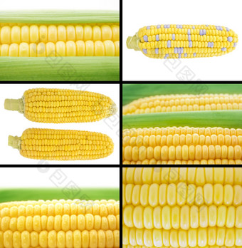 健康的而且有机食物集新鲜的玉米而且耳朵玉米