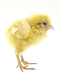 小鸡生活小黄色的鸡动物孤立的白色背景