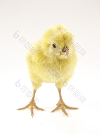 小鸡生活小黄色的鸡动物孤立的白色背景