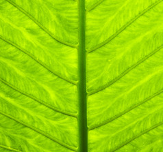 的底大热带植物叶看对的天空提供甚至照明的径向模式形成从的静脉