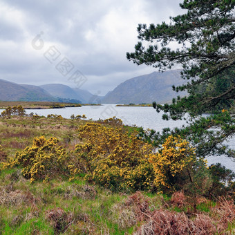 Glenveagh湖县DionegalGlenveagh从爱尔兰格莱恩布西塔意义格伦的桦树的第二个最大国家公园爱尔兰开花ulex布什