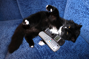 黑色的猫戏剧与远程控制而且电话管的沙发