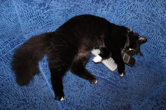 黑色的猫戏剧与远程控制而且电话管的沙发