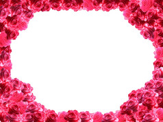 框架从红色的玫瑰的白色背景