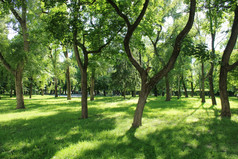 美丽的公园与许多绿色树美丽的城市公园与路径而且绿色树