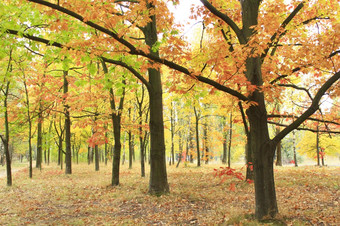 秋天公园与橡树和枫树黄色的树秋天公园与美丽的橡树和枫树黄色的树